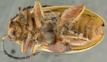 Media type: image; Entomology 18749   Aspect: habitus ventral view